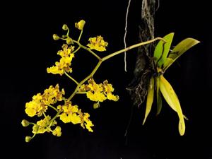 Trichocentrum cavendishianum