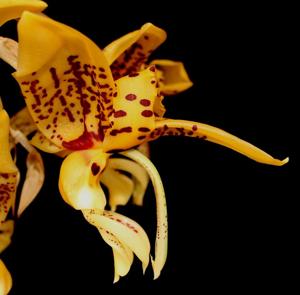 Stanhopea shuttleworthii