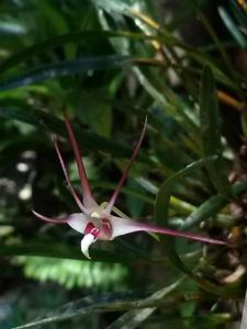 Dendrobium brevicolle