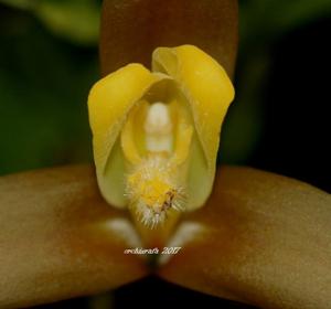 Lycaste lasioglossa