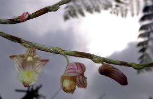 Dendrobium goldfinchii