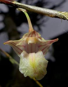 Dendrobium goldfinchii