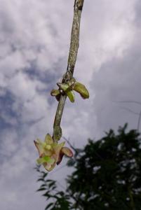 Dendrobium litorale