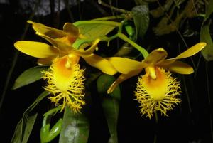 Dendrobium brymerianum