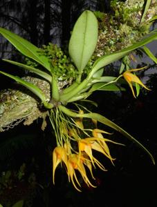 Bulbophyllum ankylochele