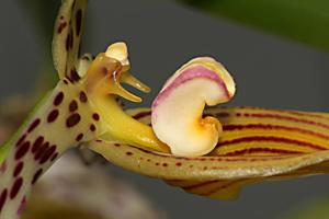 Bulbophyllum membranifolium subsp. membranifolium