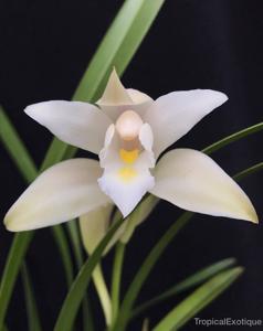 Cymbidium mastersii