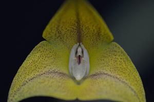 Masdevallia triangularis