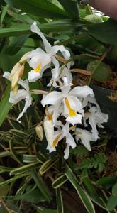 Coelogyne cristata