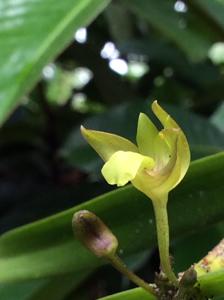 Orleanesia amazonica