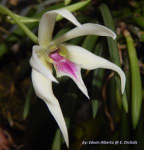 Leptotes bicolor