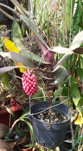 Robiquetia cerina