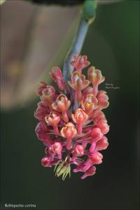 Robiquetia cerina