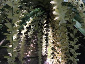 Diaphananthe sanfordiana