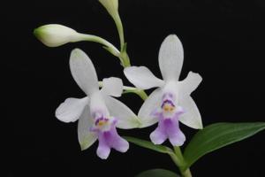 Epidendrum endresii