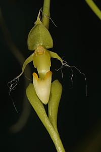 Bulbophyllum putidum
