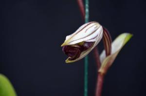 Paphiopedilum philippinense