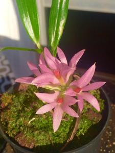 Dendrobium bracteosum