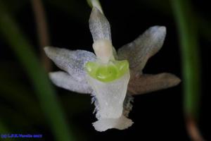 Phymatidium falcifolium