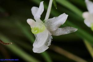 Phymatidium falcifolium