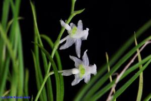 Phymatidium falcifolium