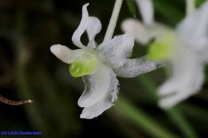 Phymatidium falcifolium