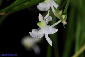 Phymatidium falcifolium