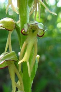 Orchis anthropophora