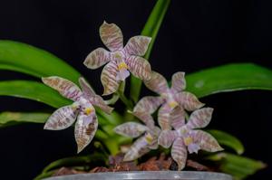 Phalaenopsis hieroglyphica