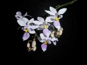 Phalaenopsis equestris