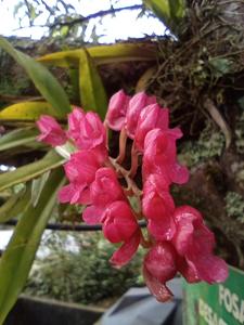 Rodriguezia lanceolata