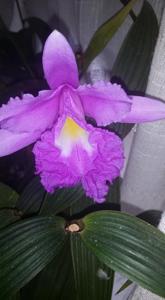 Sobralia macrantha