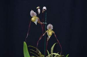 Paphiopedilum philippinense