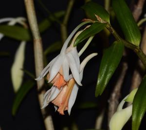 Dendrobium chapaense