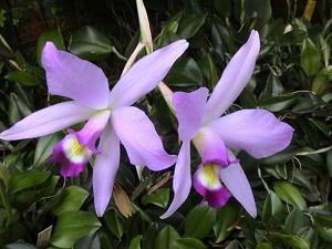 Laelia anceps