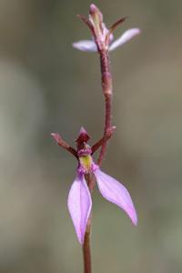Eriochilus cucullatus