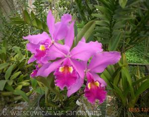 Cattleya warscewiczii