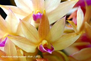 Dendrobium amethystoglossum