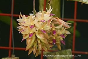 Dendrobium amethystoglossum