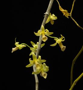 Dendrobium macrostachyum