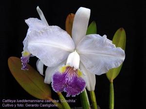 Cattleya lueddemanniana