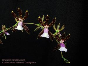 Oncidium reichenheimii