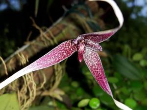 Bulbophyllum woelfliae
