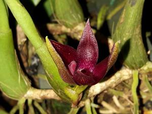 Bulbophyllum elevatopunctatum