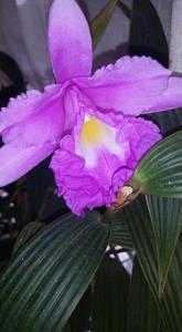 Sobralia macrantha