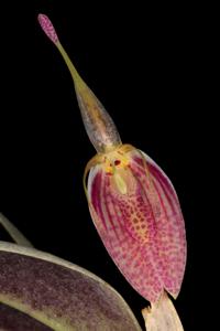 Restrepia aristulifera