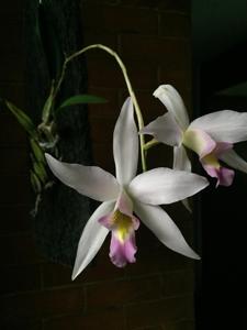 Laelia anceps