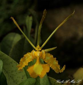 Psychopsis papilio