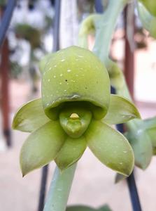Catasetum tuberculatum
