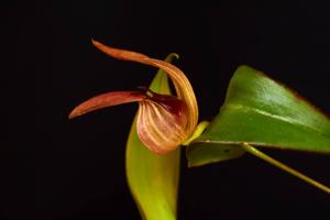 Pleurothallis nossax